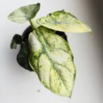 Alocasia Ninja Mint Variegata / Alokazja