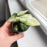 Alocasia Ninja Mint Variegata / Alokazja - obrazek 6