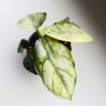 Alocasia Ninja Mint Variegata / Alokazja - obrazek 5