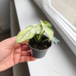 Alocasia Ninja Mint Variegata / Alokazja - obrazek 4