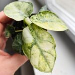 Alocasia Ninja Mint Variegata / Alokazja - obrazek 3