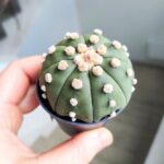 Astrophytum Asterias - obrazek 5