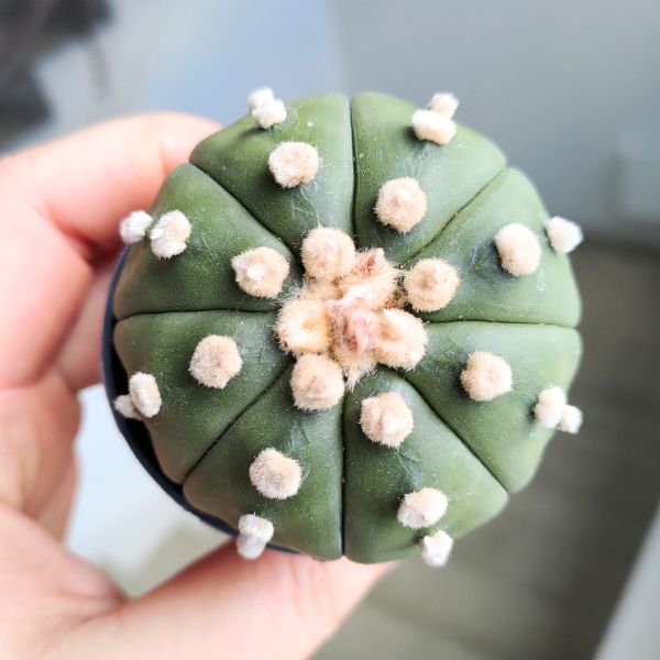astrophytum asterias (2) Astrophytum Asterias - obrazek 1