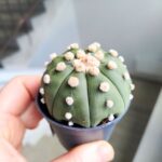 Astrophytum Asterias - obrazek 3