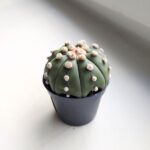 Astrophytum Asterias - obrazek 2