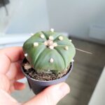 Astrophytum Asterias - obrazek 8