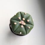 Astrophytum Asterias - obrazek 9
