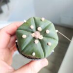 Astrophytum Asterias - obrazek 10
