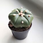 Astrophytum Asterias - obrazek 7
