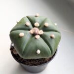 Astrophytum Asterias - obrazek 6