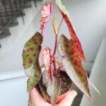 Begonia Amphioxus X Malachosticta - obrazek 9
