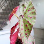 Begonia Amphioxus X Malachosticta - obrazek 4