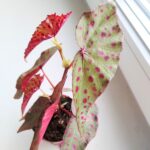Begonia Amphioxus X Malachosticta - obrazek 3