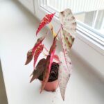 Begonia Amphioxus X Malachosticta - obrazek 2