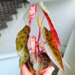 Begonia Amphioxus X Malachosticta - obrazek 5