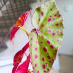 Begonia Amphioxus X Malachosticta