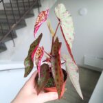 Begonia Amphioxus X Malachosticta - obrazek 7