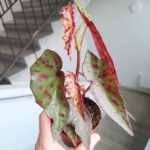 Begonia Amphioxus X Malachosticta - obrazek 8