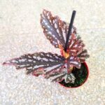 Begonia maculata RUBY - obrazek 2