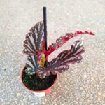 Begonia maculata RUBY - obrazek 5
