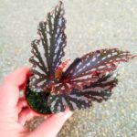 Begonia maculata RUBY