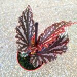 Begonia maculata RUBY - obrazek 3