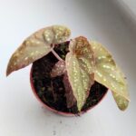 Begonia Pandora - obrazek 2