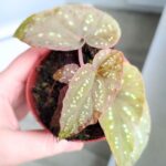 Begonia Pandora - obrazek 8