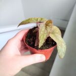 Begonia Pandora - obrazek 9