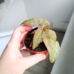 Begonia Pandora - obrazek 7