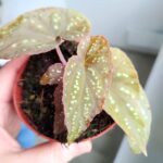 Begonia Pandora - obrazek 6
