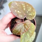 Begonia Pandora