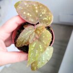 Begonia Pandora - obrazek 4