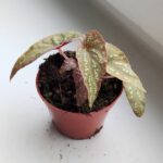 Begonia Pandora - obrazek 3