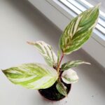Calathea / Kalatea GLAZIE - obrazek 2