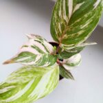 Calathea / Kalatea GLAZIE - obrazek 4
