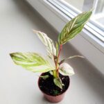 Calathea / Kalatea GLAZIE - obrazek 3