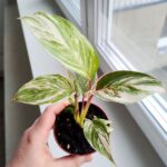 Calathea / Kalatea GLAZIE - obrazek 8