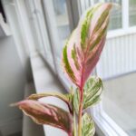 Calathea / Kalatea GLAZIE - obrazek 9