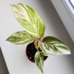 Calathea / Kalatea GLAZIE - obrazek 10