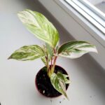 Calathea / Kalatea GLAZIE - obrazek 11