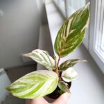 Calathea / Kalatea GLAZIE - obrazek 12