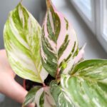 Calathea / Kalatea GLAZIE