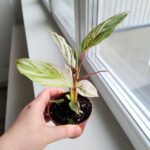 Calathea / Kalatea GLAZIE - obrazek 6