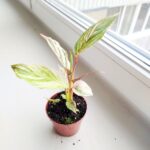 Calathea / Kalatea GLAZIE - obrazek 5