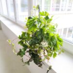 Cissus rhombifolia Ellen Danica - obrazek 3