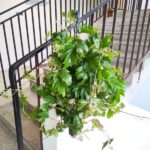 Cissus rhombifolia Ellen Danica - obrazek 7