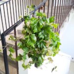 Cissus rhombifolia Ellen Danica - obrazek 6
