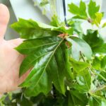 Cissus rhombifolia Ellen Danica - obrazek 5