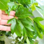 Cissus rhombifolia Ellen Danica - obrazek 4